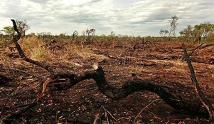 SOS-Cerrado